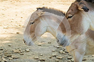 a pair of kulan individuals on a homogeneous background