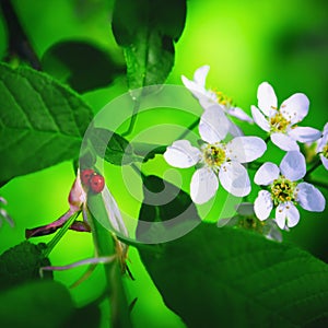 Spring Blossoming Green Background With Ladybirds