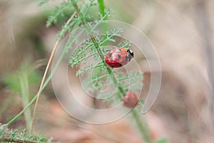 A pair of ladybirds on the grass