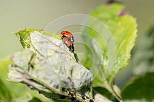 Pair of ladybugs having sex on a leaf as couple in close-up to create the next generation of plant louse killers