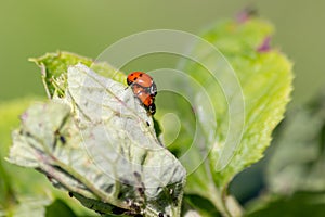Pair of ladybugs having sex on a leaf as couple in close-up to create the next generation of plant louse killers