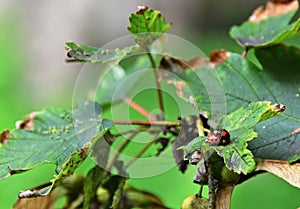 A pair of ladybugs, ladybird beetles, ladybeetles on foliage, mating