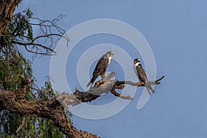 pair of lagger falcon in the wildlife, falcon on the tree in blur blue background