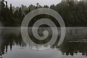 Pair lake loons gliding through a lake bay