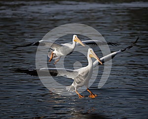 Pair of Landing Pelicans