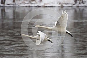 Pair of Landing Swans