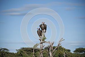 Pair of Lappet-Face Vulture, Torgos tracheliotus , sitting hi