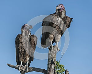 Pair of Lappet-Faced Vulture, Torgos tracheliotus