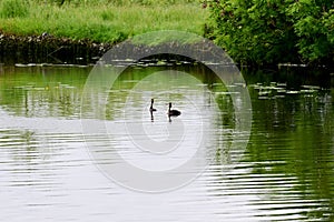 Pair of Lapwings on River Yare at Surlingham, Nprfolk Broads, England, UK.