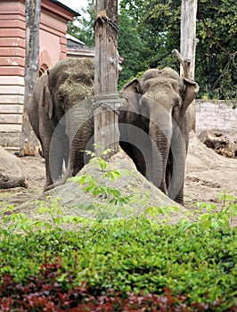 A pair of large adult elephants at the zoo view travel tourism