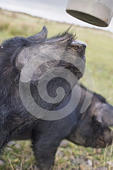 A pair of large black pigs at feeding time.