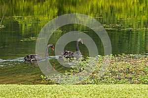 Pair of large black swans waterbird swimming in the lake during