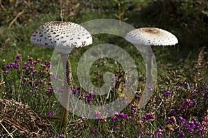 A pair of large parasol mushrooms in heathland