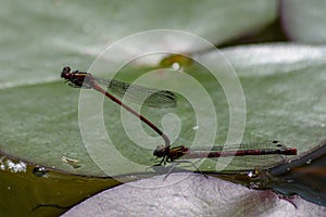 A pair of large red damselflies Pyrrhosoma nymphula mating on a waterlilly leaf on a small pond