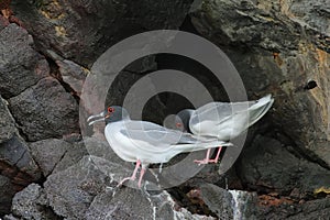 Pair of Lava gulls (Leucophaeus fuliginosus)