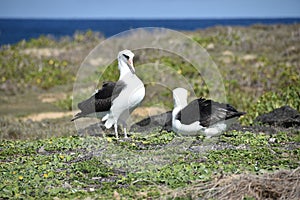 A pair of Laysan albatrosses