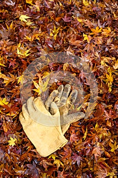 Pair of leather work gloves on a pile of raked up wet maple leaves