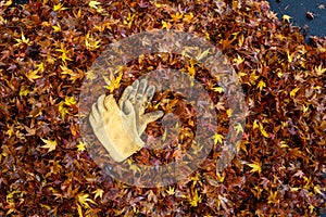 Pair of leather work gloves on a pile of raked up wet maple leaves