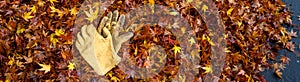 Pair of leather work gloves on a pile of raked up wet maple leaves