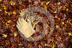 Pair of leather work gloves on a pile of raked up wet maple leaves