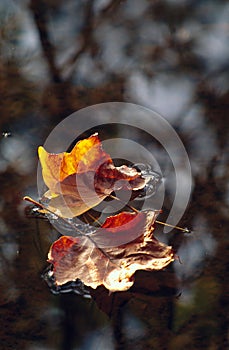 Pair of leaves floating on water