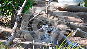 Two Lemurs photo