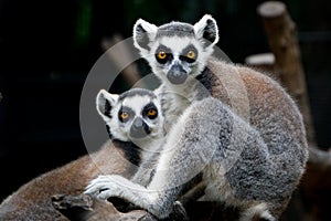 A pair of lemurs at a zoo