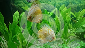 Pair of Leopard discus fish