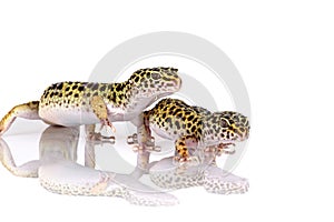 Pair of leopard geckos