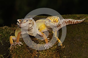 A pair of leopard geckos are getting ready to mate.