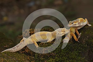 A pair of leopard geckos are getting ready to mate.