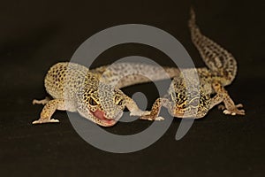 A pair of leopard geckos are getting ready to mate.