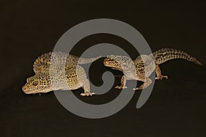 A pair of leopard geckos are getting ready to mate.