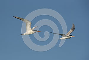A pair of Lesser crested terns