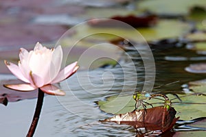 A pair of lesser emperor laying eggs in the pond