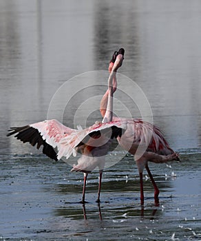 Pair of Lesser Flamingoes in courtsehip, love