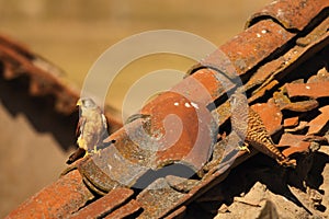 The pair of lesser kestrel Falco naumanni sitting on the old crashed roof