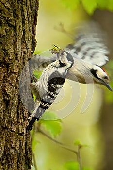 The pair of Lesser Spotted Woodpecker Dendrocopos minor at the entrance to their nest