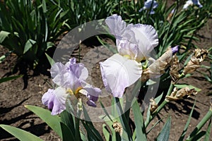 Pair of light violet flowers of irises