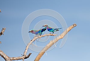 Pair. of Lilac-breasted roller\'s