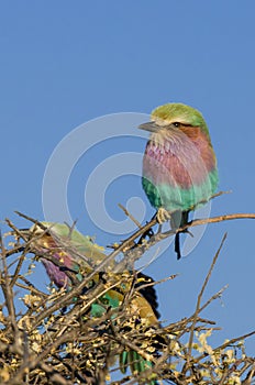 Pair of liliac breasted roller birds sitting on thorny tree in Etosha National Park, Namibia, Southern Africa