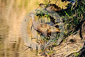 Pair of Limpkins in Venice Florida photo