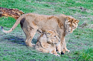 A pair of lionesses