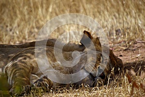 A pair of lionesses asleep under a tree photo