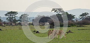 A pair of lionesses eyeing a herd of zebra in the Serengeti photo