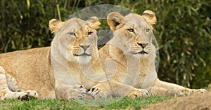 Pair of lionesses photo