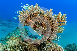 A pair of Lionfish on an acropora table coral