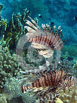 Pair of Lionfish Volitans Hunting photo