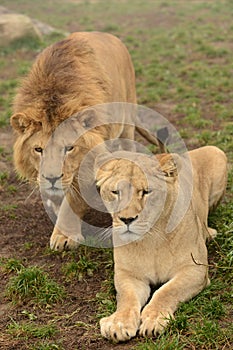 Pair of lions photo
