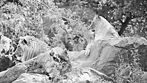 Pair of lions in black and white, lying on a rock. Relaxed predators